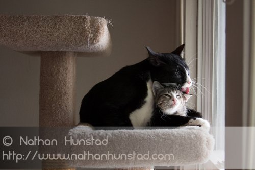 ???? showing how much he likes his little sister ???? by licking her